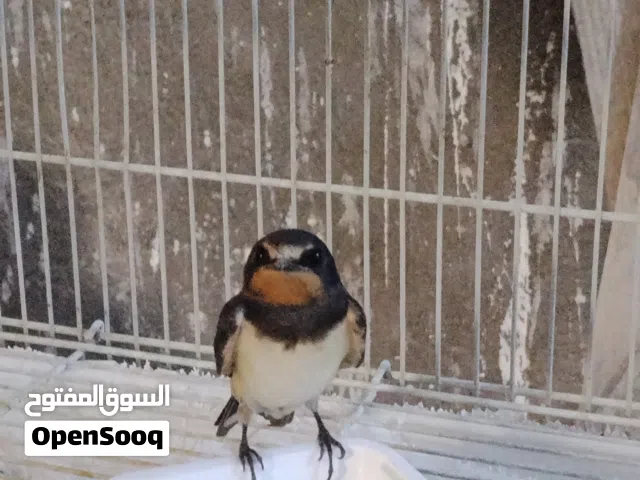 طائر السنونو للبيع