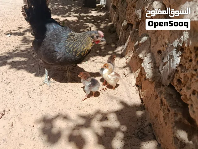 متاح دجاجة عربية