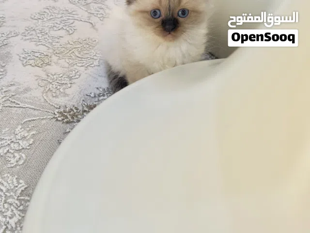 قطط هملايا للبيع العمر 40 يوم