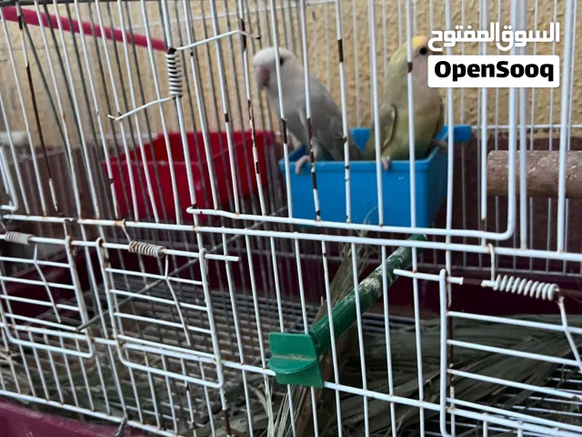 جوز روز للبيع تحته اربه دحيات