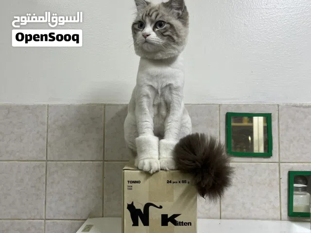 3 pure Persian kittens for Adaption only.