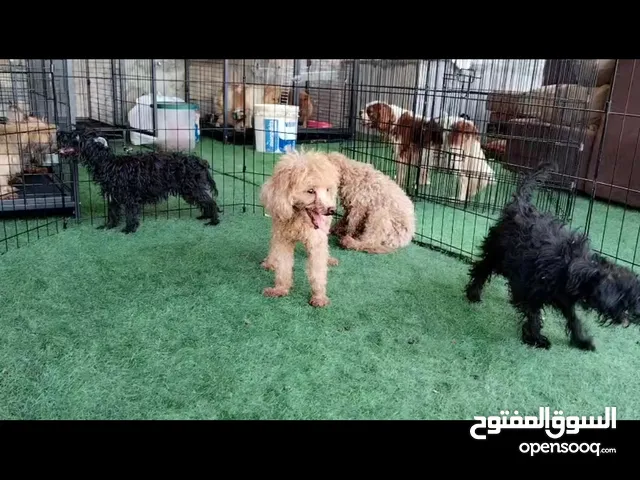 كلاب للتبني
