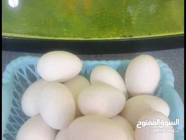 بيض دجاج بالوني تركي