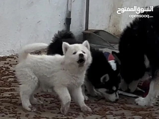 White Siberian Husky x Malamute mix puppies 1 and a half months.