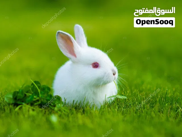 ارانب صغيرة