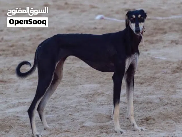 مطلوب نفس يلي في الصوره التبني