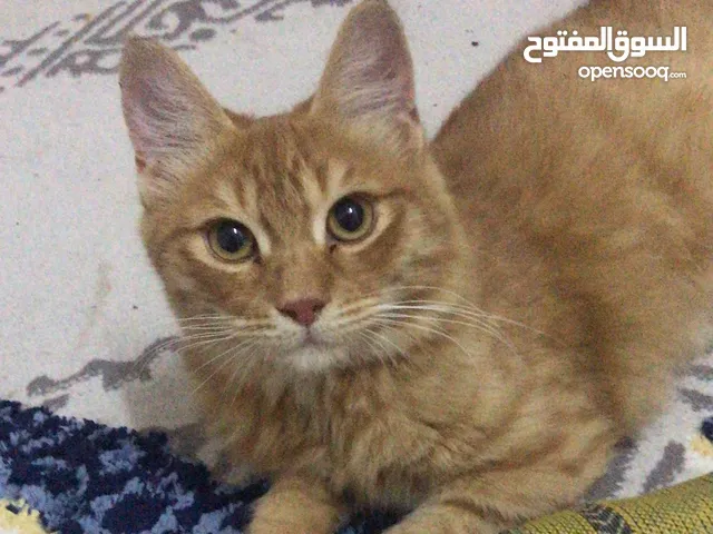 قطه للبيع شيرازي فول شعر