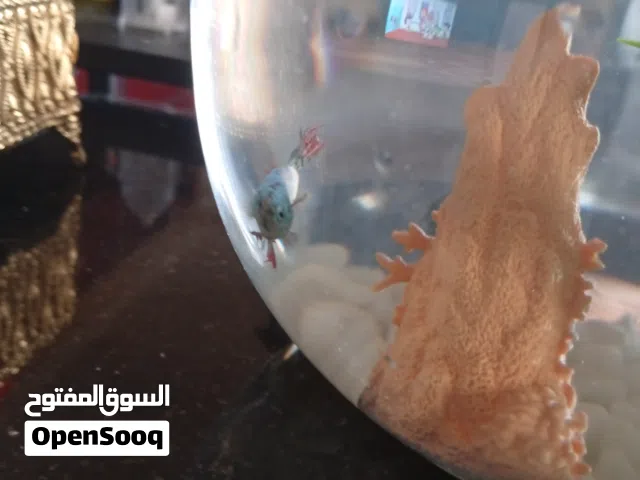 السلام عليكم حوته فايتر اقرا الوصف