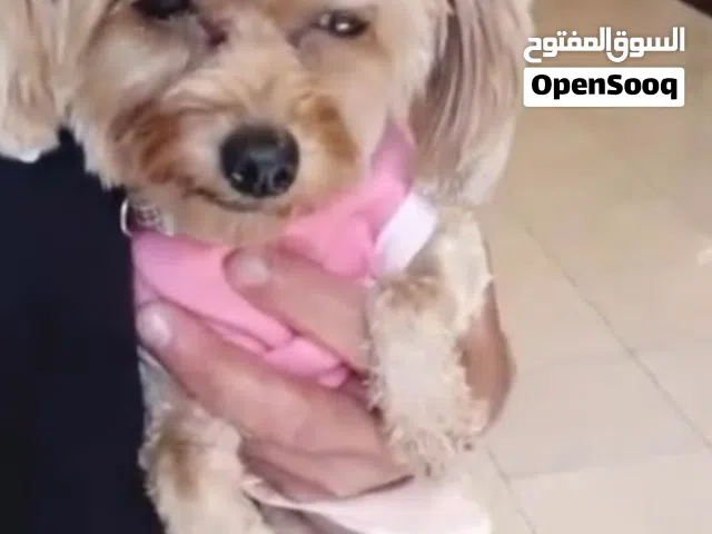 maltipoo female not free
