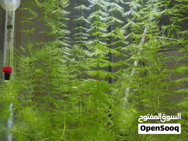 نباتات طبيعيه لتزيين احواض السمك