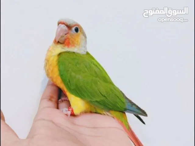 Trained Pine apple conure