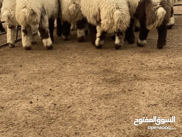ذبايح بريه محلي العمر من 3 اشهر إلى 4اشهر و السمنه طيب  موقع عرفجان