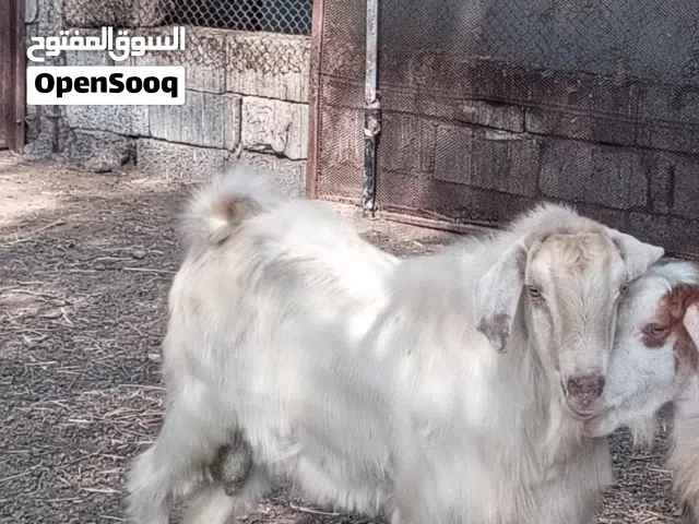 تيس من حلال الجواميد عمره فوق 2سنه وإنتاج طيب