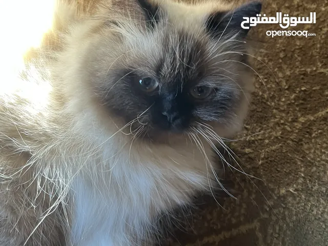 قطه هيمالايا للبيع