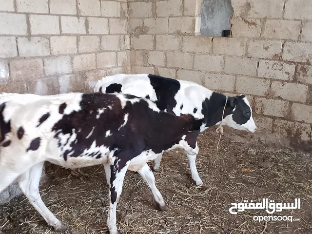 بسم الله ما شاء الله عجله عمر 6شهور وعجل عمر 5شهور عز المقنوه قطعه سوبر ساغ سليم كفاله من كل شي أ