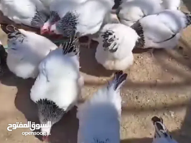 متوفر بيض دجاج سايكس دم صافي تخصيب مشاء الله