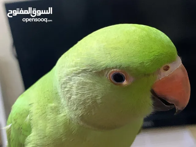 دره شبه أليف ذكر