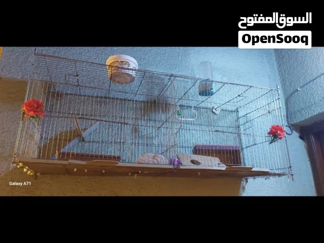اقفاص طيور نظيفه