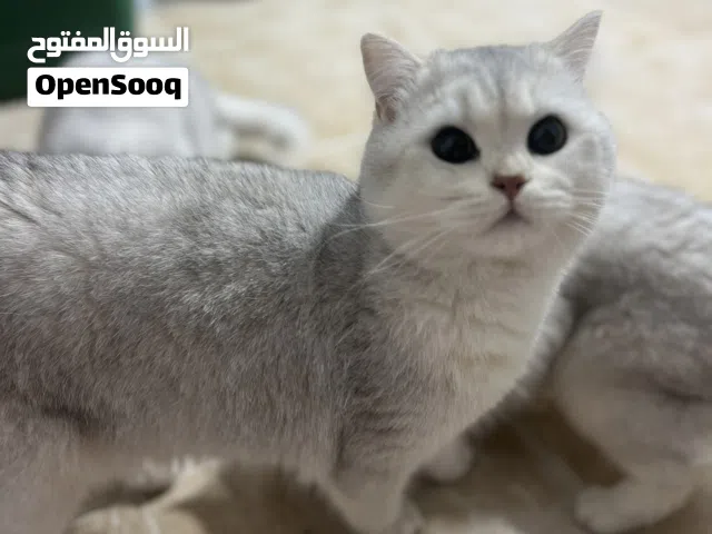 قطط من اهالي مسجله