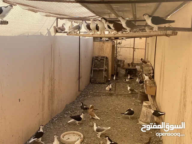 حمام شيرازي الحبه بريالين