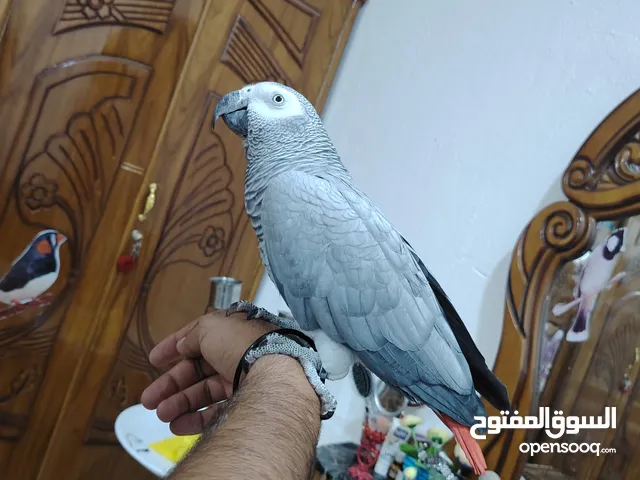 كاسكو محلق اليف طينه مفتوح بل كلام
