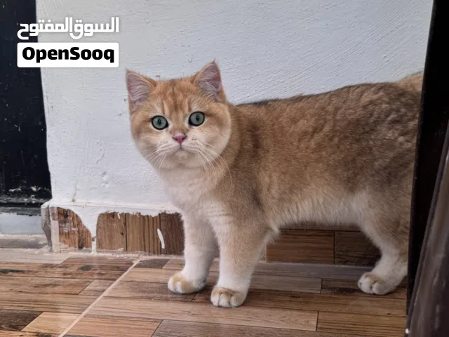 سكوتش بيور اهالي مسجلين