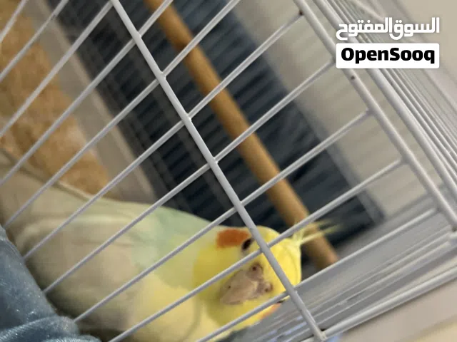 طيور كروان من اجمل مايكون