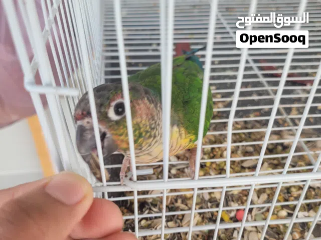 Kannur male and female