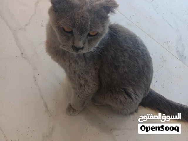 قطة سكوتش الحجم كبير للتبني