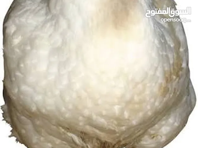 يوجد دجاج ميت قط وكلاب منضف كامل