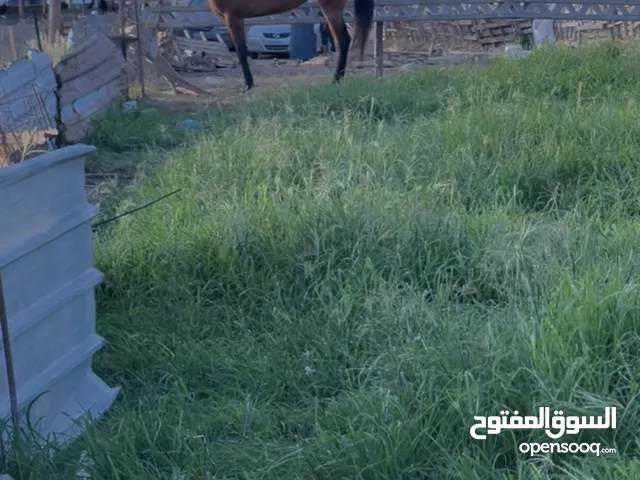 فرس حارز للبيع فرس لا قوة الا بالله العمر اربعه سنوات