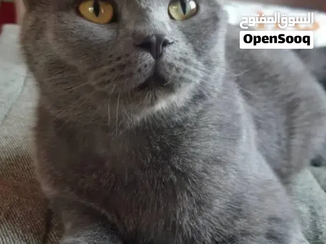 Russians blue male cat