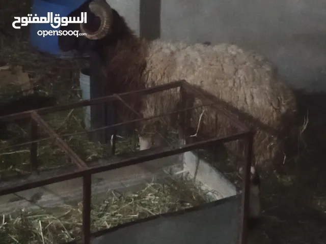خاروف وثني للبيع