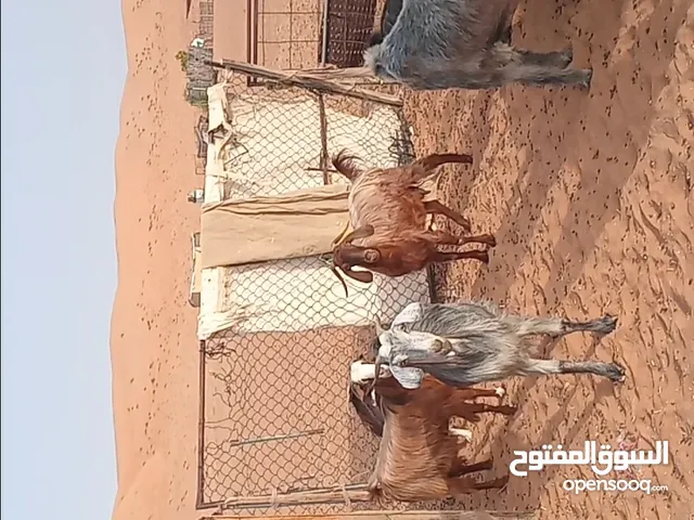 مواشي للبيع بالجملة