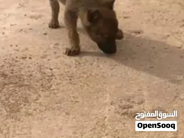 مي نوا الله يبارك