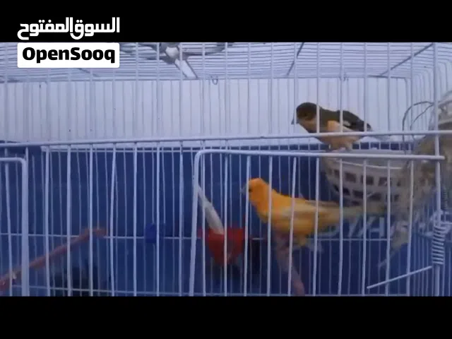 زوج كناري بالقفس