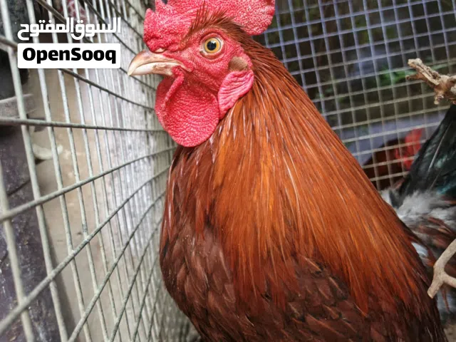 ديوچه عرب للبيع العدد 4العمر7اشهر
