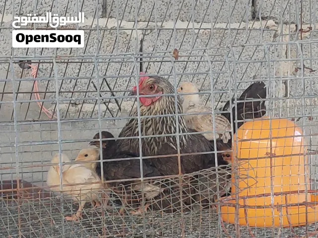 دجاجة بفلاليسها