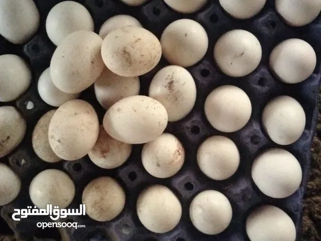 للبيع بيض عربي ودجاج قديم