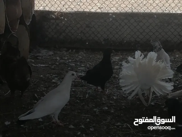 الخطاب بن جمعه بن سالم الحراصي