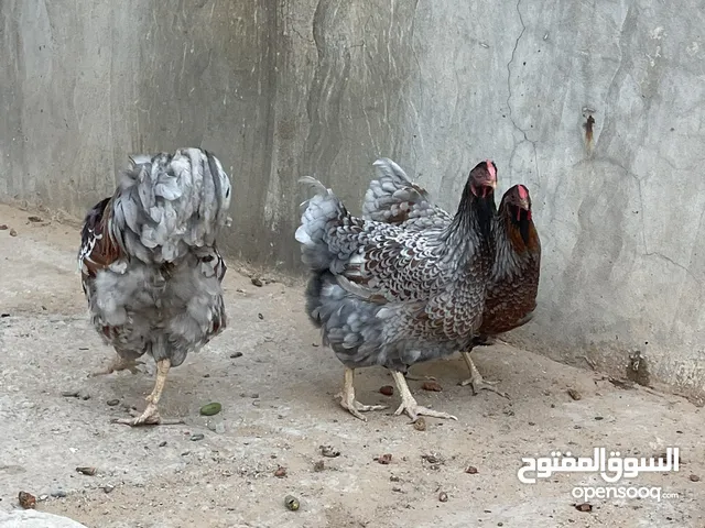 كوبيه وان دوت بلو
