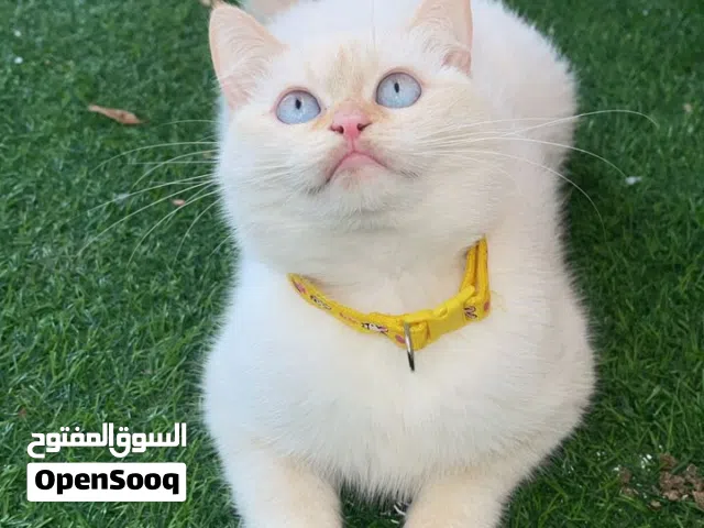 قطه سياميه بيضاء مطعمه صغيره