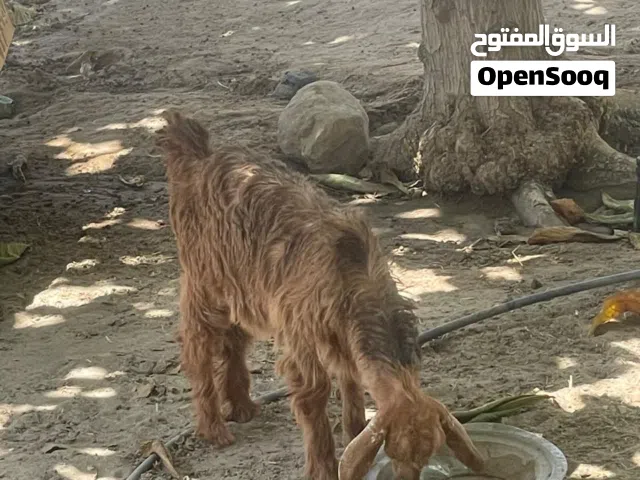 للبيع سخله من حلال الجواميد جلحا