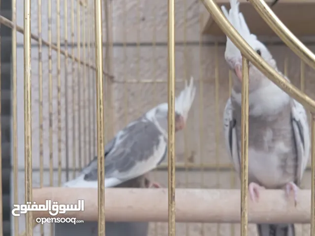 كوكتيل وايت فيس بلدي للبيع