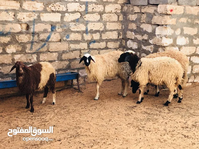 السلام عليكم 4فطايم البيع