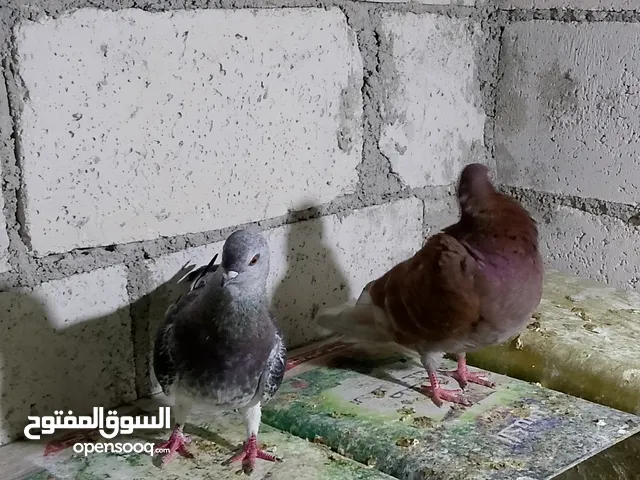 جواز حمام شغلات ميه بل ميه