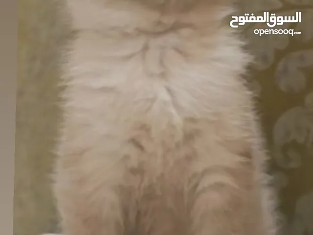 hamaliyan cat