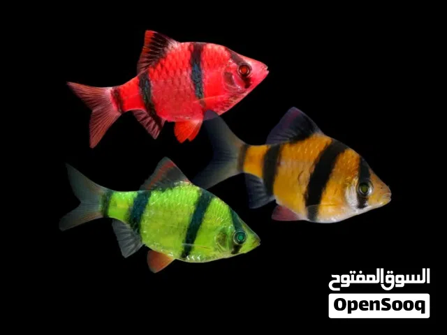 تايجر بارب