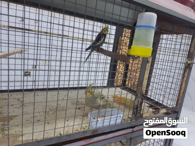 طيور كوكتيل  4 زواج مع زوج حب تحتيه فراخ
