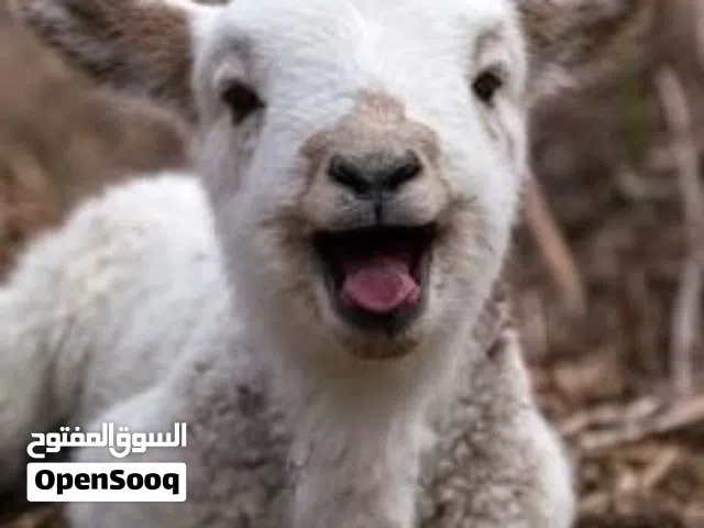 مطلوب خرفان عمر شهر ونص وشهرين